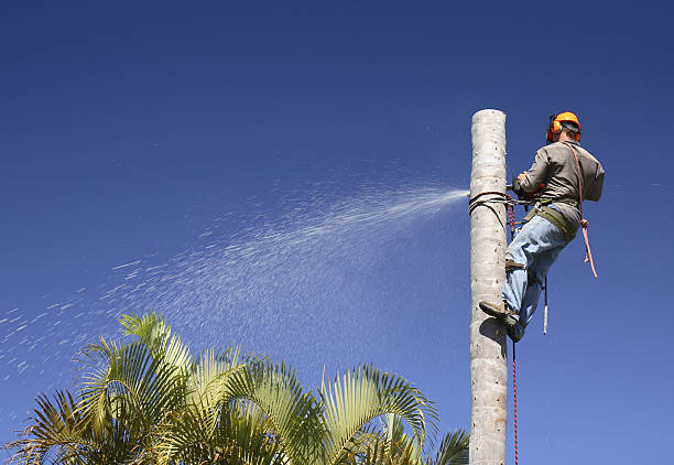 Professional Tree Removal Services in Lynchburg, VA