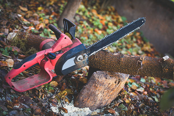 How Our Tree Care Process Works  in  Lynchburg, VA